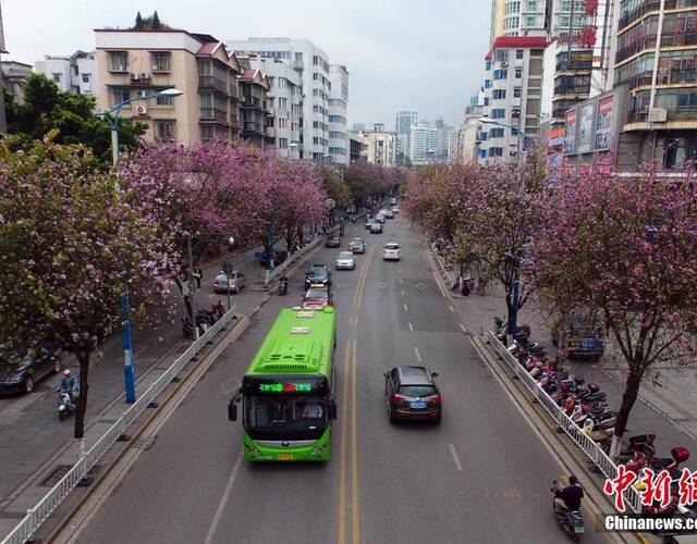 航拍柳州市柳北区三中路的紫荆花盛放景象 王以照 摄