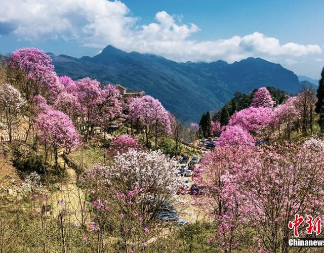 又是一年春来时,这几天,四川北川药王谷辛夷花漫山绽放,迎来最佳观赏