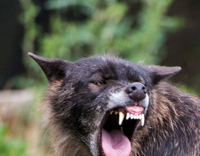 凶狠的目光,锋利的牙齿,高声的咆哮,这只充满攻击性黑色的大灰狼将另
