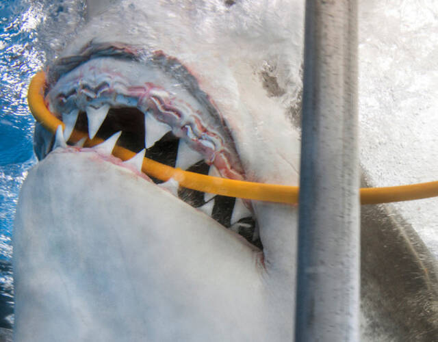 大白鲨咬断潜水员氧气管