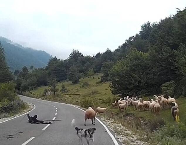 倒霉牧羊人惨遭绵羊袭击
