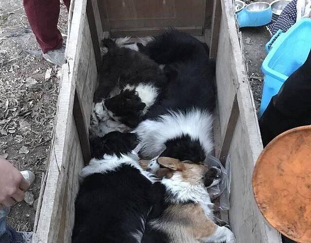 狗被毒死什么样子