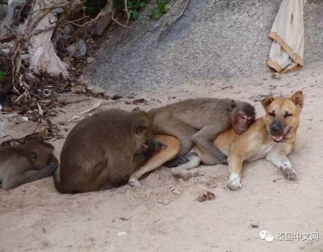 泰国华欣猴子泛滥，成群结队下山“打劫”。