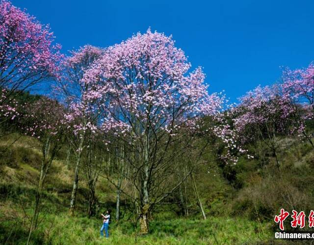 四川北川辛夷花海漫山绽放 唯美景色惹人醉