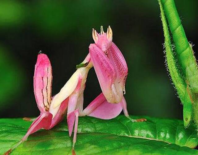 粉色兰花螳螂,保护色如此美丽