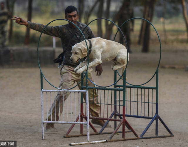 探访印度神犬养成厂奶狗变军犬