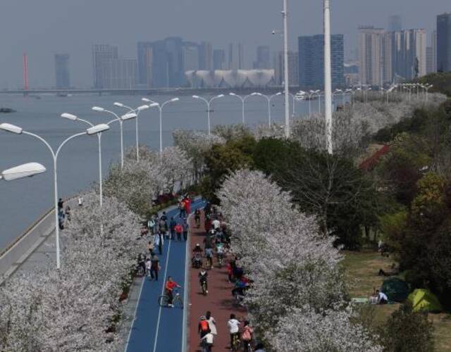 浙江杭州滨江跑道变樱花大道