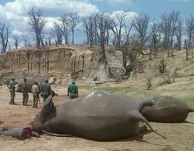 政府对于津巴布韦国家公园及野生动物保护局(zimparks)没有任何拨款