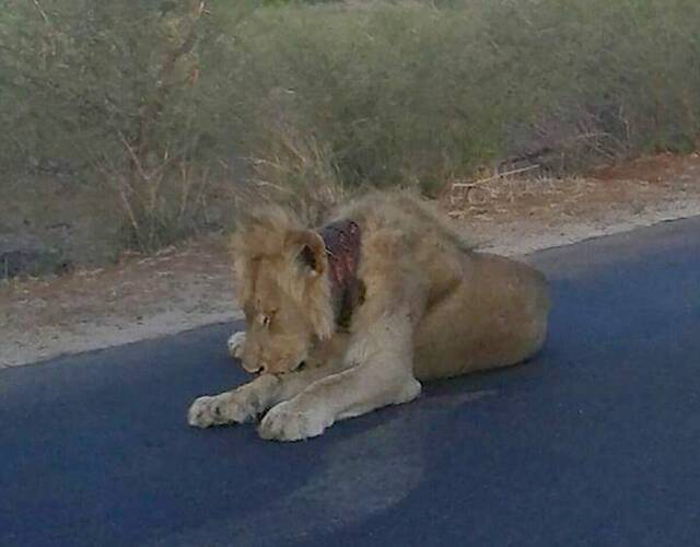 一头被偷猎者伤害了的狮子