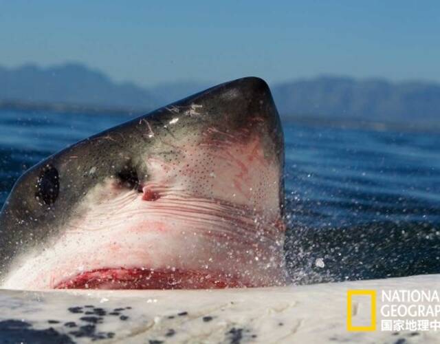 5米长的鲨鱼胸鳍相互挨着,大口的吞食鲸鱼,某一刻看起来就像一个个