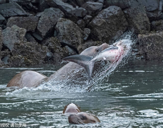 海狮捕食鲨鱼瞬间