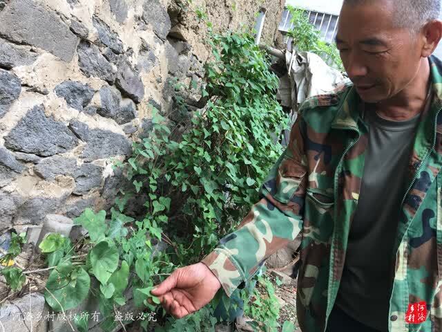平时,就直接摘下花的叶子生吃,何首乌这些用来泡酒.图片