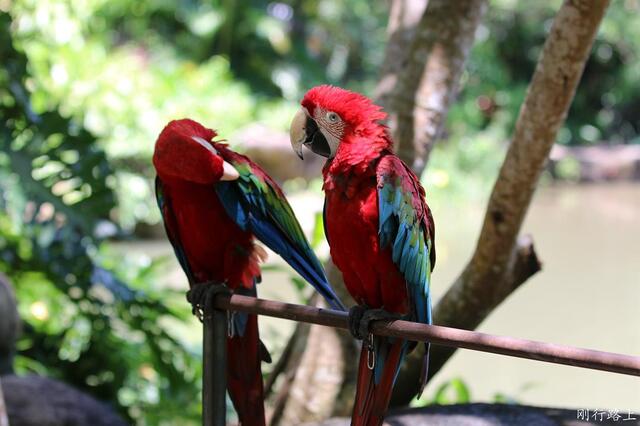 八十岁的鹦鹉在呀诺达每天依旧精神抖擞与游人