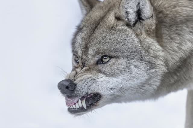 90后美女养30多只狼,整天与狼一起,曾多次被咬