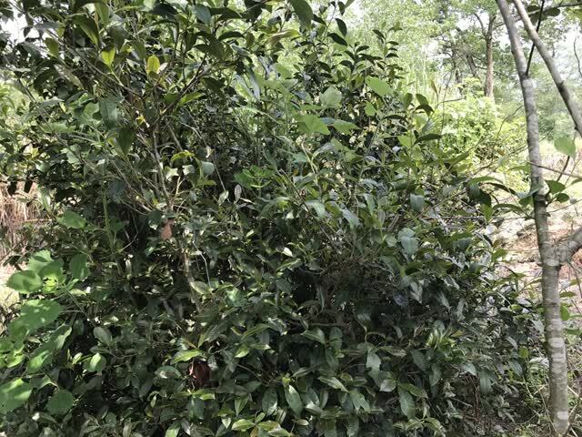 农村人爱喝的茶饮,却被列为3类致癌物!