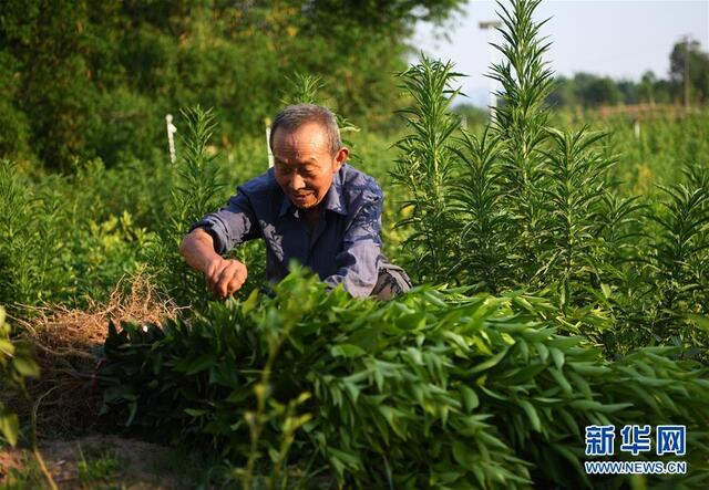 重庆铜梁:果苗产业助力乡村振兴