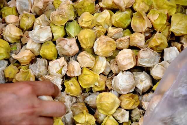 "菇茑"又叫菠萝果,灯笼果子,哥伦比亚龙珠果.