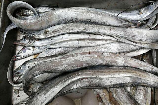 皮皮虾、养殖虾、鲜带鱼 鲜海鲜越来越多 皮皮