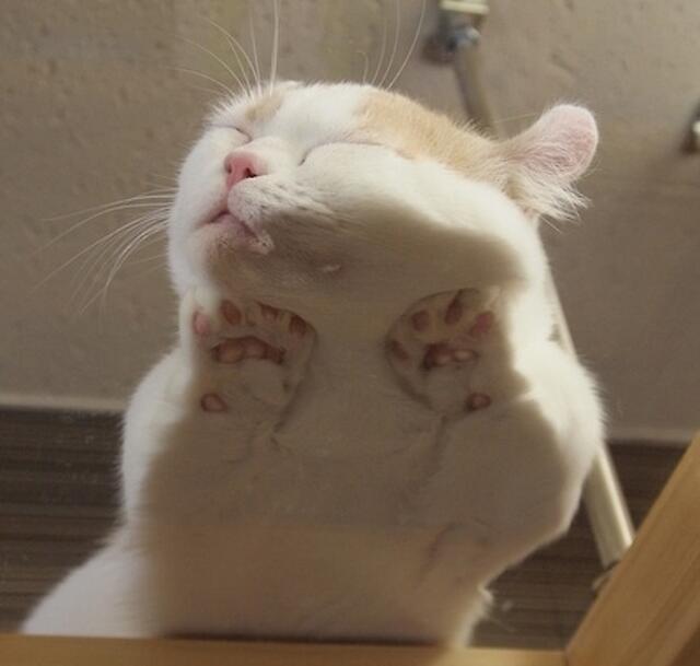 趴在玻璃上很凉爽