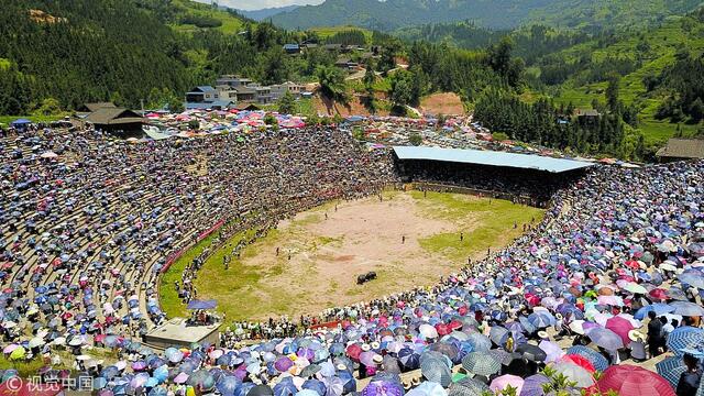 贵州举办斗牛比赛