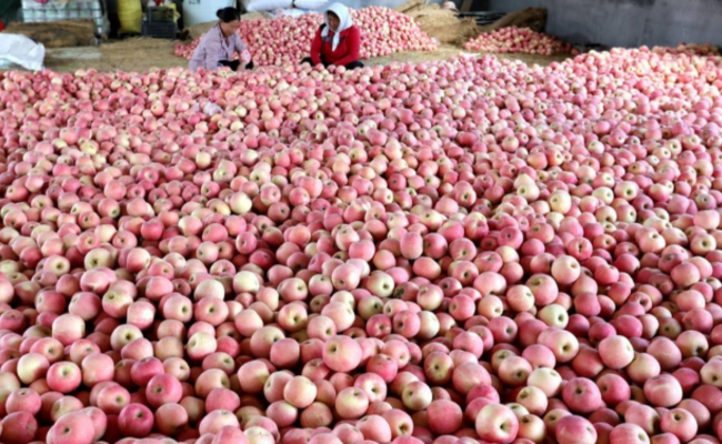 山东：1200亩苹果丰收