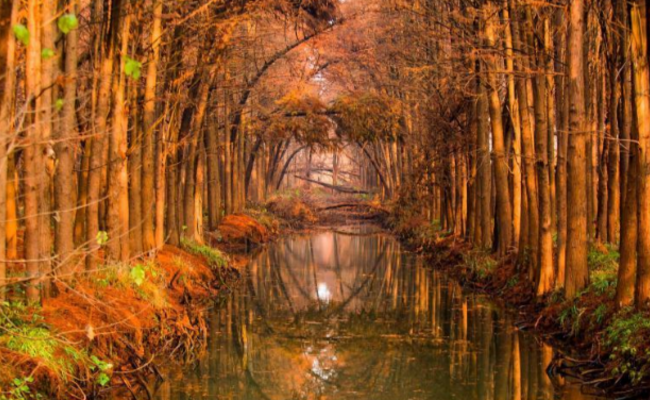 江苏：水上森林冬景美如画