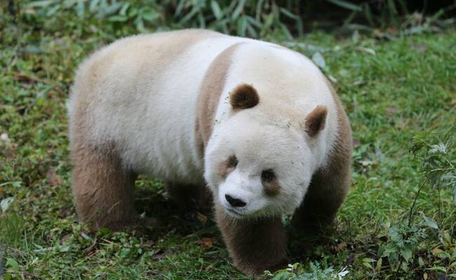 全球唯一的棕色大熊猫，你见过吗？