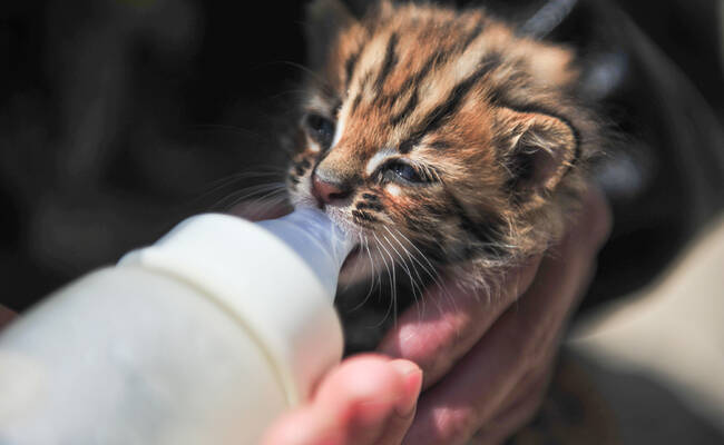 云南野生动物园收容救助小豹猫