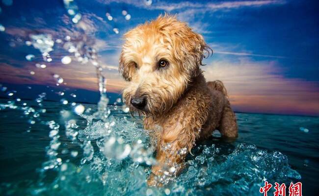 英国年度狗狗摄影师获奖作品