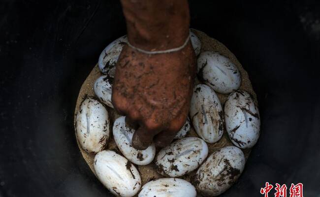 探秘鳄鱼养殖场 从破壳而出到制成名牌包包