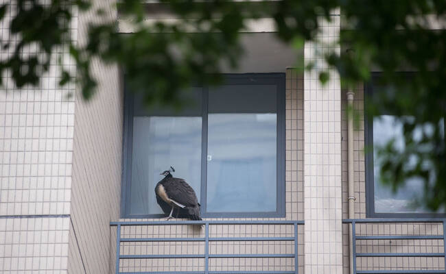 孔雀“越狱”大闹小区 被城管抓住送动物园