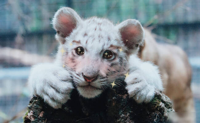 当动物遇上美颜相机