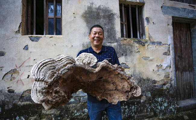 安徽村民深山采特大野生灵芝