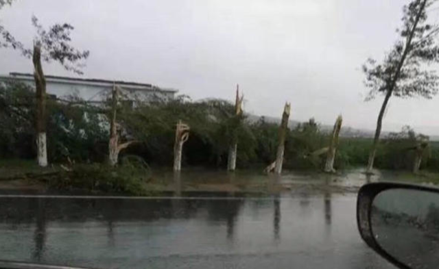 内蒙古遭龙卷风袭击 成排大树被拦腰折断|现场图