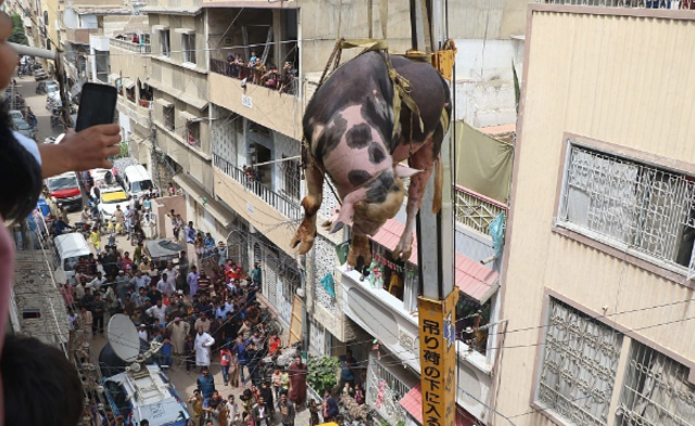 巴基斯坦人用起重机运牲畜 牛在楼间“飞”|组图
