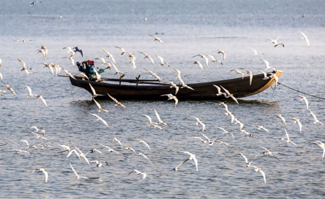 鄱阳湖群鸟齐飞|组图