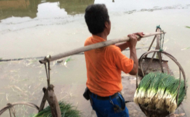 留学生万里回家帮父母卖葱|组图