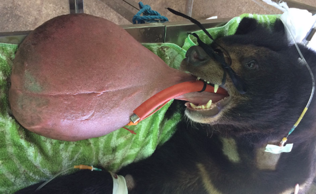 黑熊拥有惊人长舌 拖在地板上切掉还会长