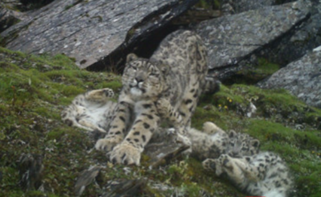 四川首次拍到4只雪豹同框