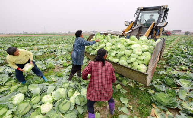 400亩菜地丰收 菜农用挖掘机运菜