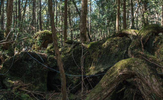 实拍日本“自杀森林”