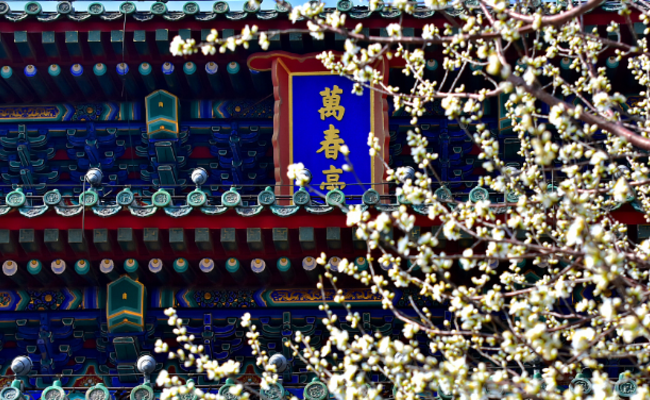 北京景山公园春花绽放