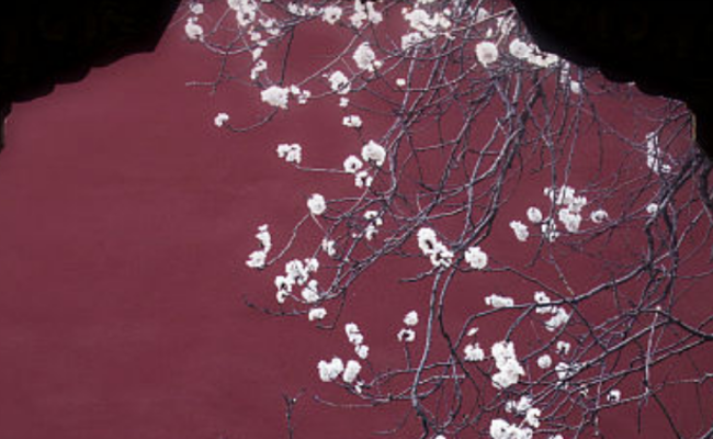 北京故宫杏花绽放