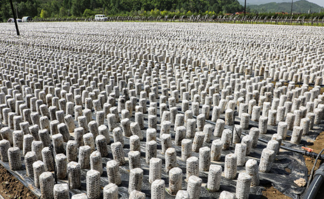 木耳是这样种出来的