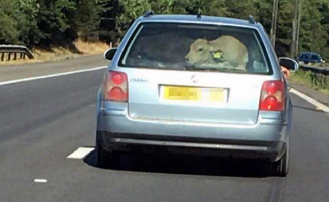 英国轿车后座塞牛 或涉嫌犯罪