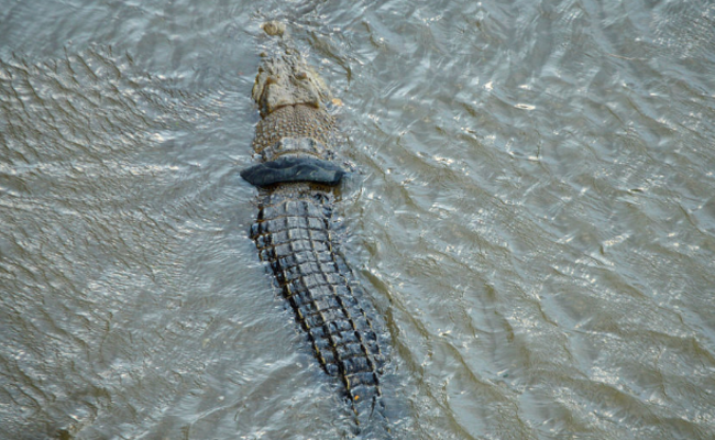 鳄鱼被轮胎套脖子 艰难存活两年