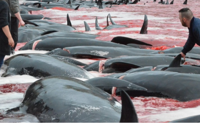 被鲸鱼血染红的海岸