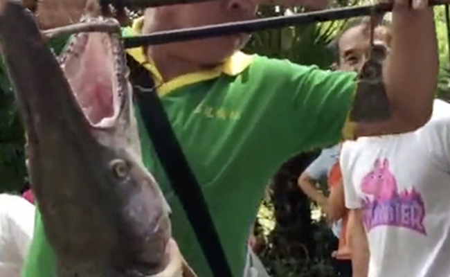 广西现1.45米食肉水怪 锦鲤被团灭