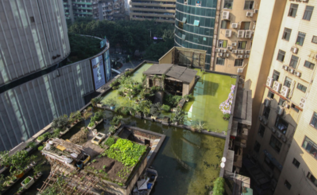 重庆：闹市中的“高空立体农场”