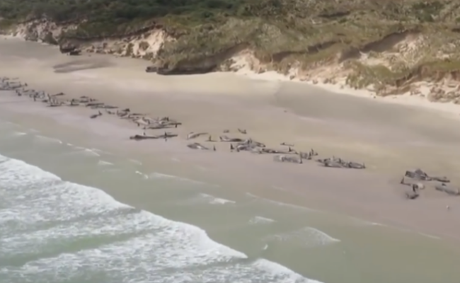 百头鲸鱼搁浅 一半已死一半将被安乐死